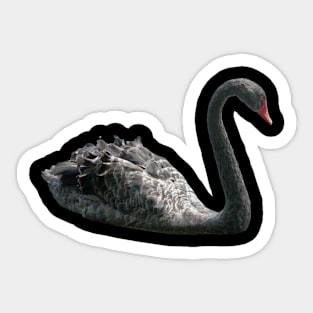 Black Swan Sticker